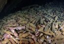 O tesouro escondido em garrafas de cerveja em navio afundado há 120 anos