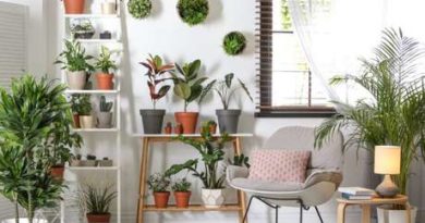5 plantas para adotar na sua decoração